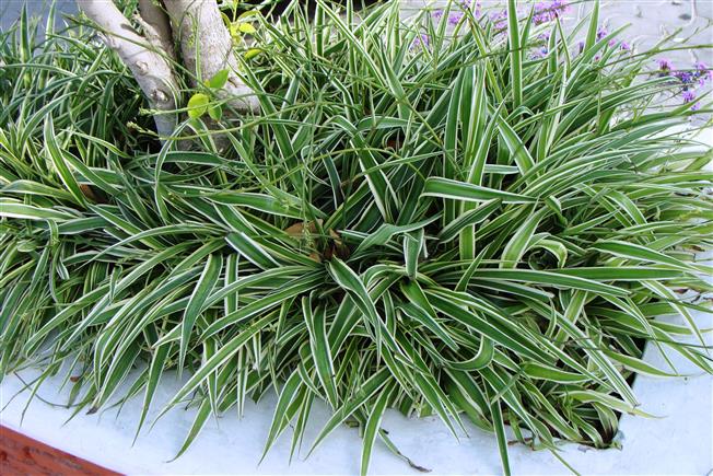 Chlorophytum comosum